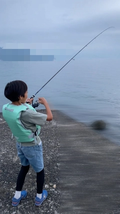 ダツの釣果