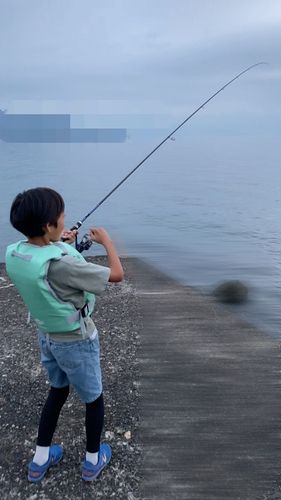 ダツの釣果