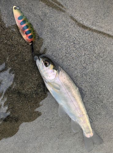 ニジマスの釣果