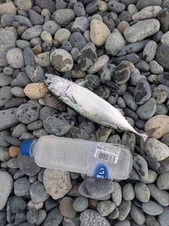 カツオの釣果