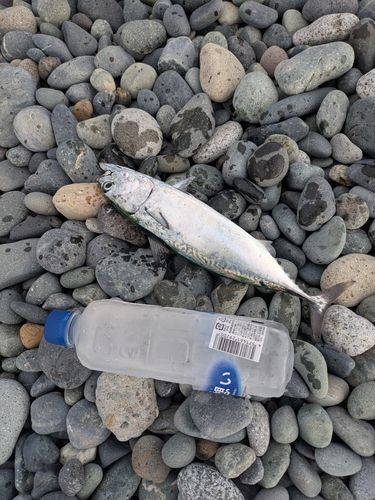 カツオの釣果