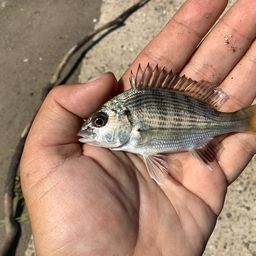 クロダイ