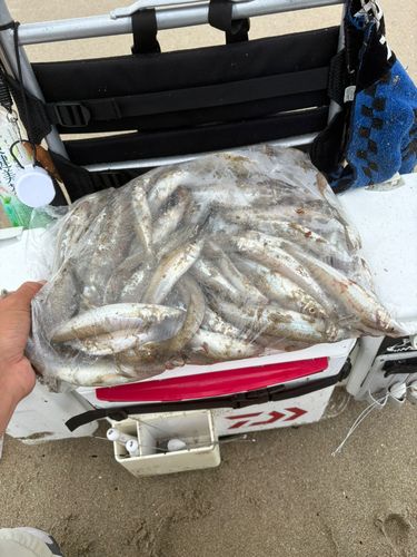 キスの釣果