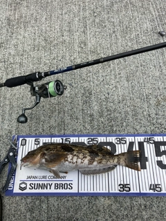 アイナメの釣果