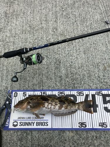 アイナメの釣果
