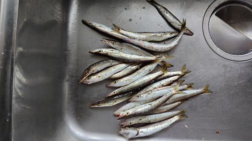 カマスの釣果