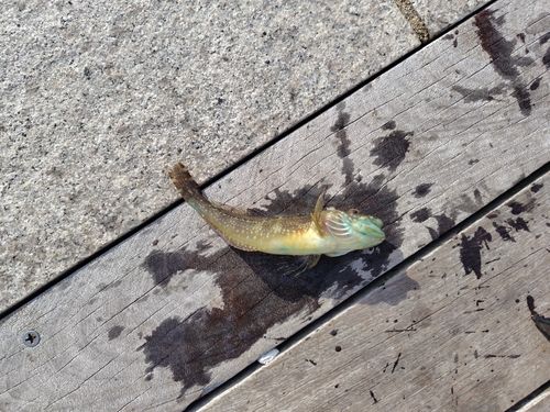 アナハゼの釣果