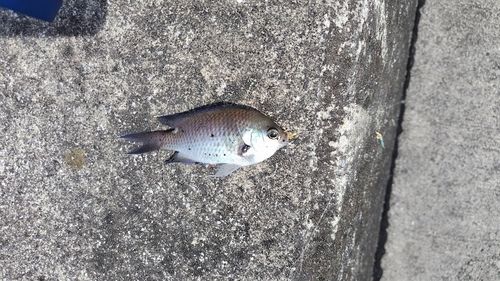 スズメダイの釣果