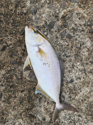釣果