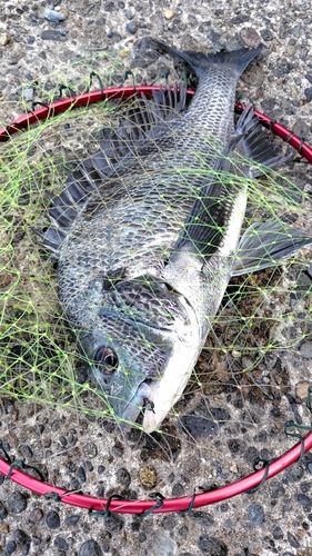 クロダイの釣果