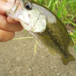 ラージマウスバス