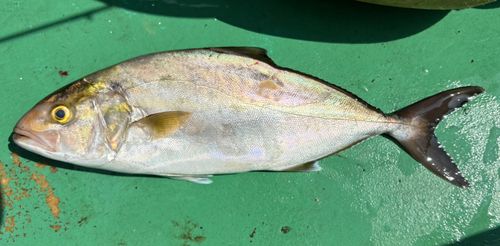イナダの釣果