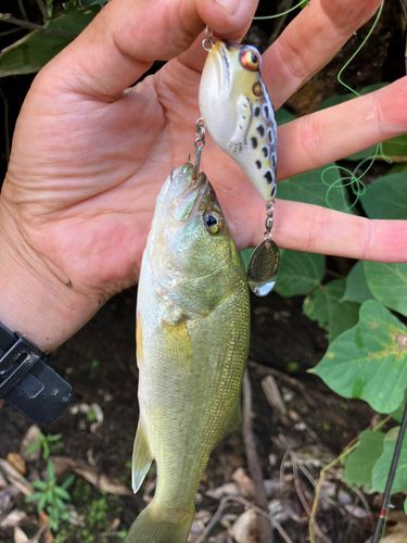 ラージマウスバスの釣果