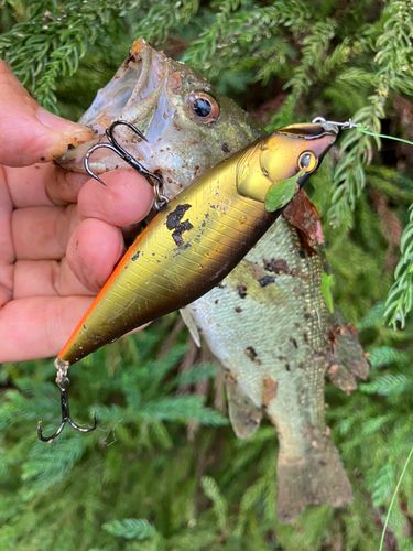 ラージマウスバスの釣果