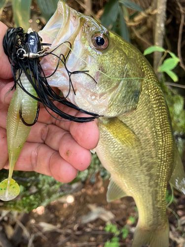 ラージマウスバスの釣果