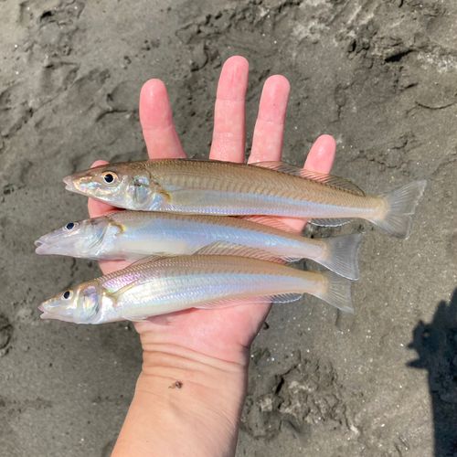 シロギスの釣果