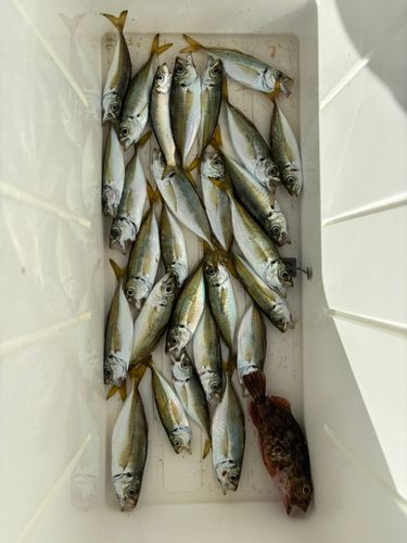 アジの釣果