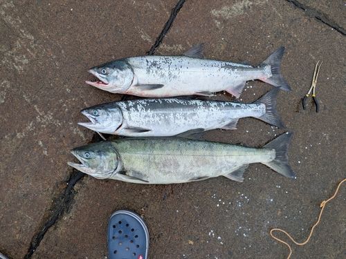 アキアジの釣果