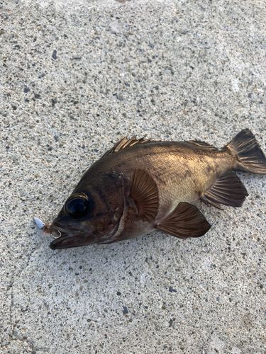 キスの釣果