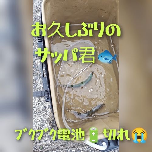サッパの釣果