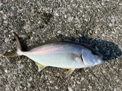ネイリの釣果