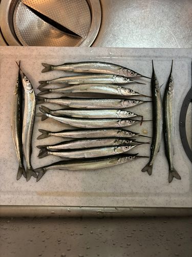 サヨリの釣果