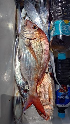 マダイの釣果