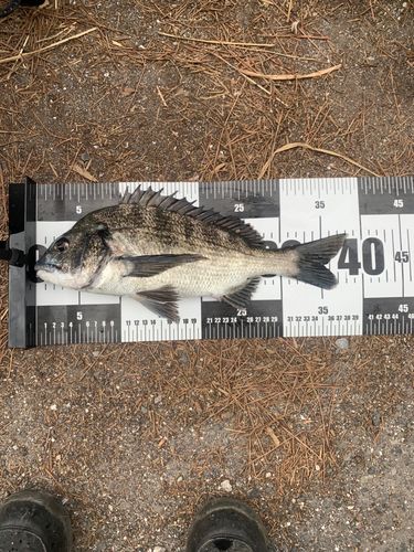 クロダイの釣果