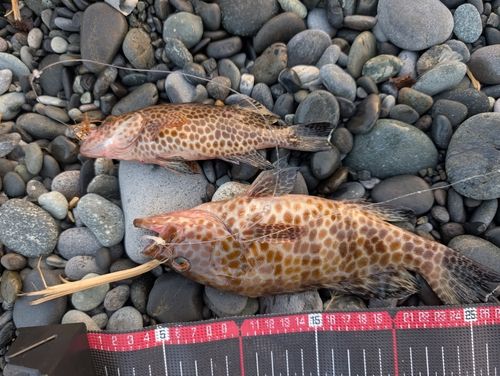 オオモンハタの釣果