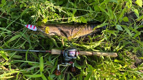ライギョの釣果