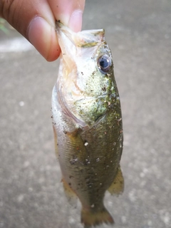 ラージマウスバスの釣果