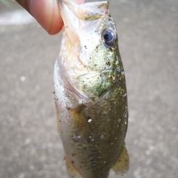 ラージマウスバス