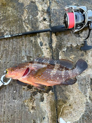 キジハタの釣果