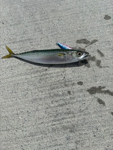 サバの釣果