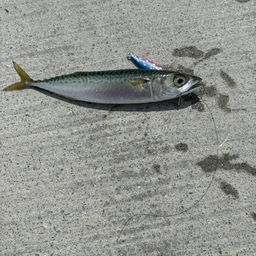 サバ