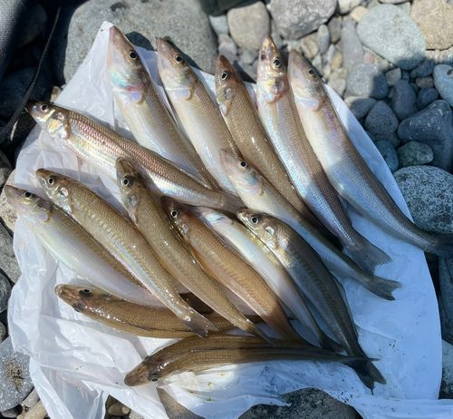 シロギスの釣果