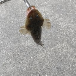 マゴチ