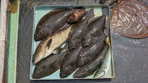 クエの釣果