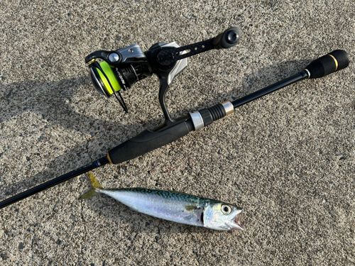 サバの釣果