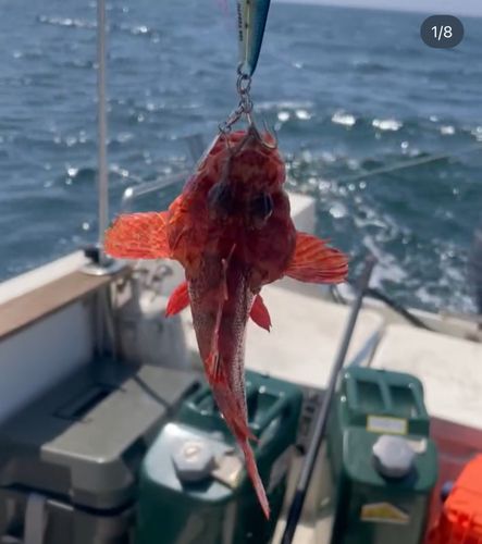 マゴチの釣果