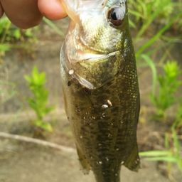 ラージマウスバス