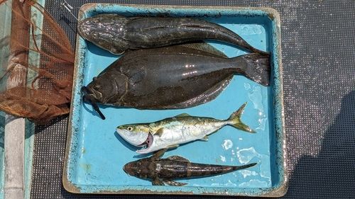 マゴチの釣果