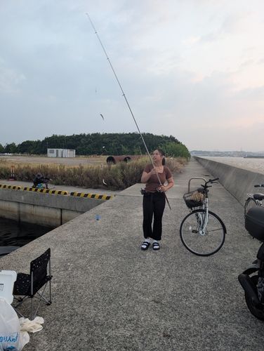 カタクチイワシの釣果