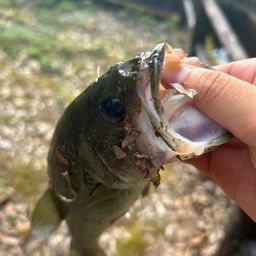 ブラックバス