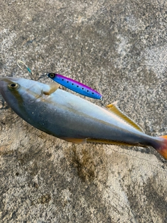 ショゴの釣果