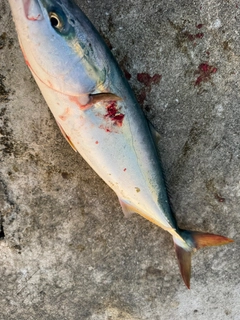 ワラサの釣果
