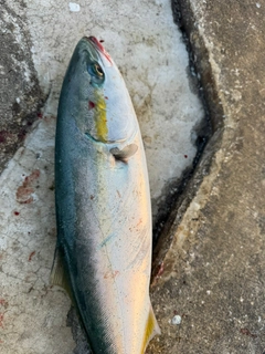 ワラサの釣果