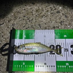 アジ