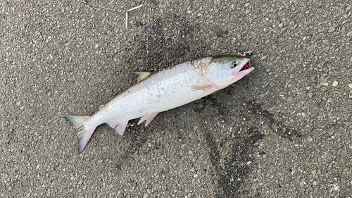 アキアジの釣果