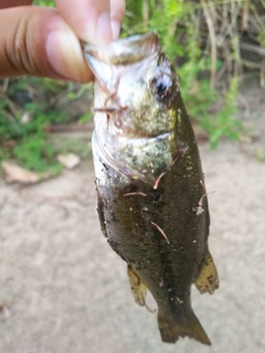 ラージマウスバスの釣果